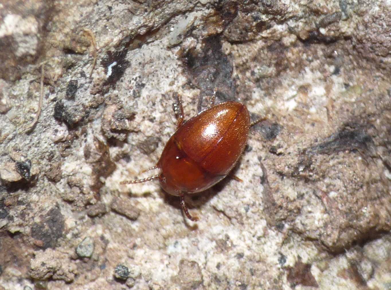 Cholovocera? No. Oochrotus unicolor (Tenebrionidae)